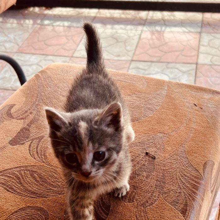 Котята милые и сладкие