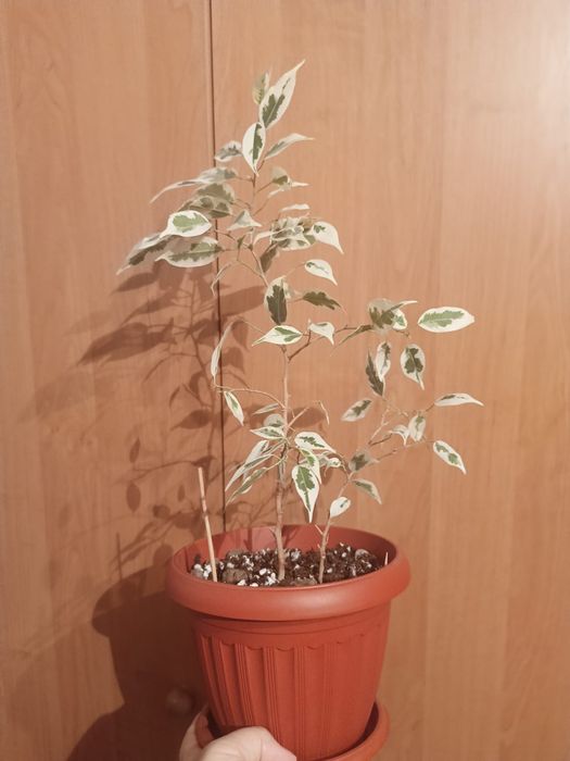 Продам фикус 2000