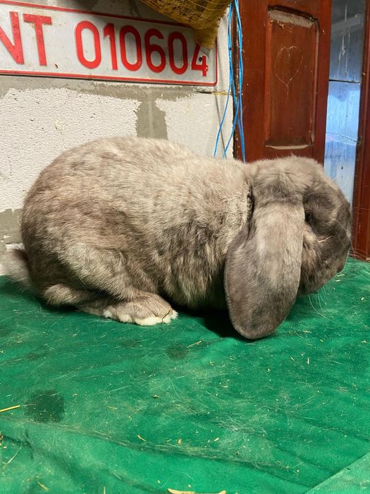 Mascul berbec german!