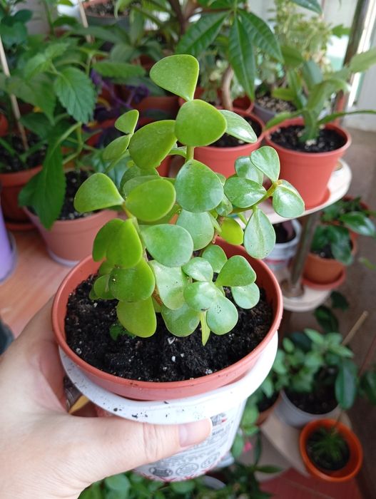 Продам цветы комнатные