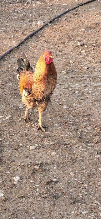 Продам молодой Петух