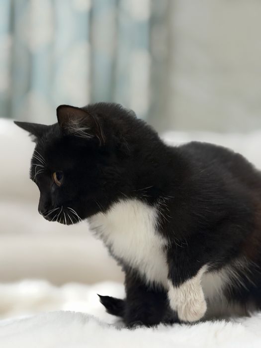 Отдам котёнка в добрые руки