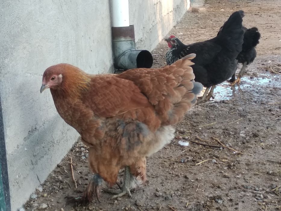 Яйца инкубaционные