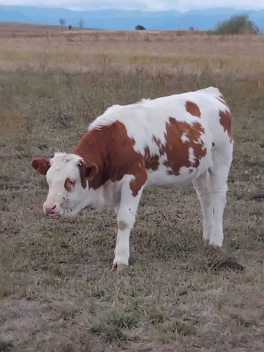 Vând vitea balțată românească