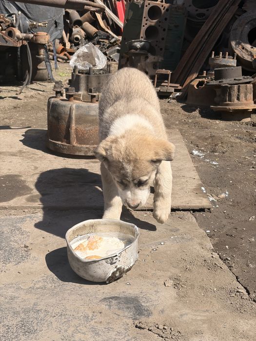 Щенок алабай/кангал