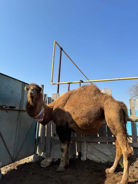 Сүтті түйе сатылады!