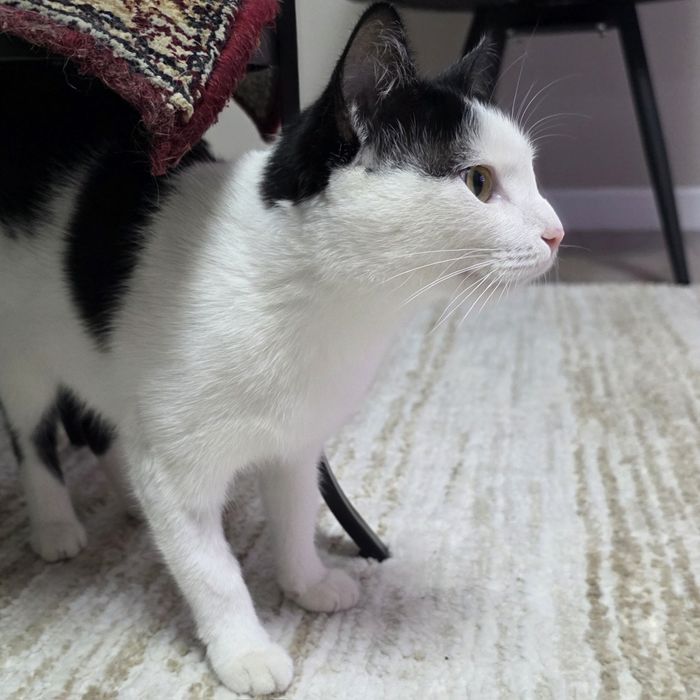 Кошечка в хорошие руки