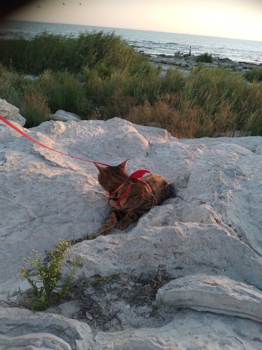 Продаю Бенгальскую кошку