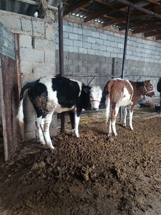 Ургашы ғунажин  сатылады