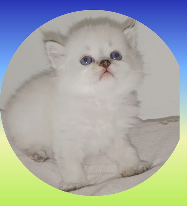 Котёнок Колор Поинт серебристый хайленд копия папа