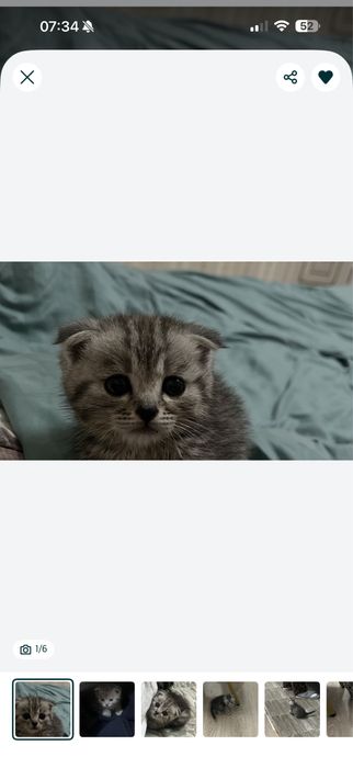 Вислоухий чистокровный