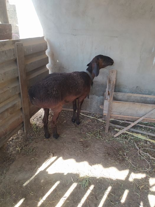 Кои сатылады семы́з