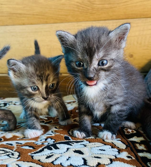 Бесплатно, отдам котят