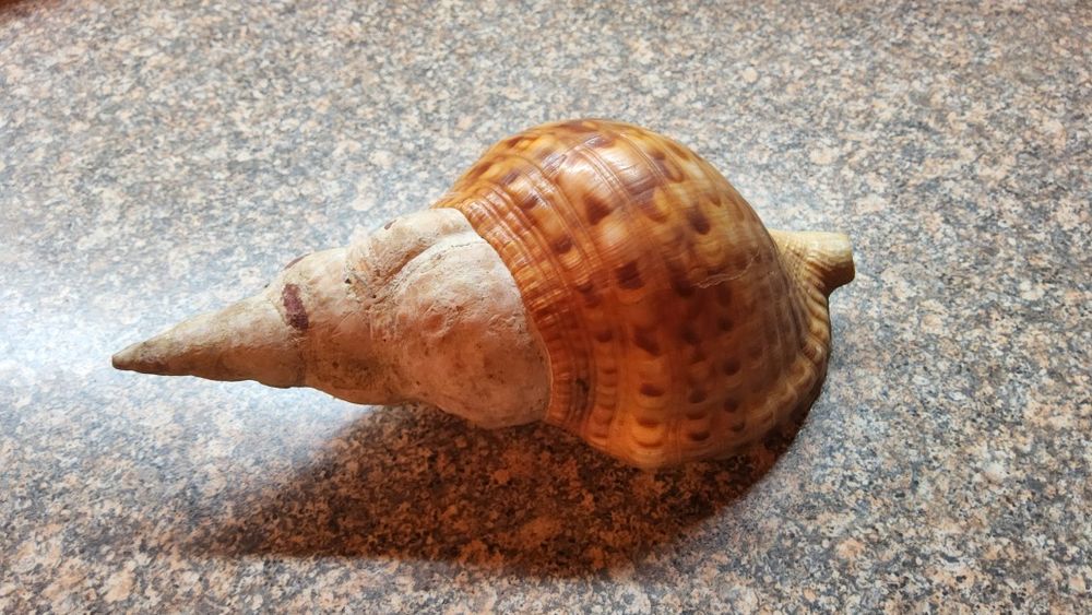 Автентични рапани от Атлантическия океан