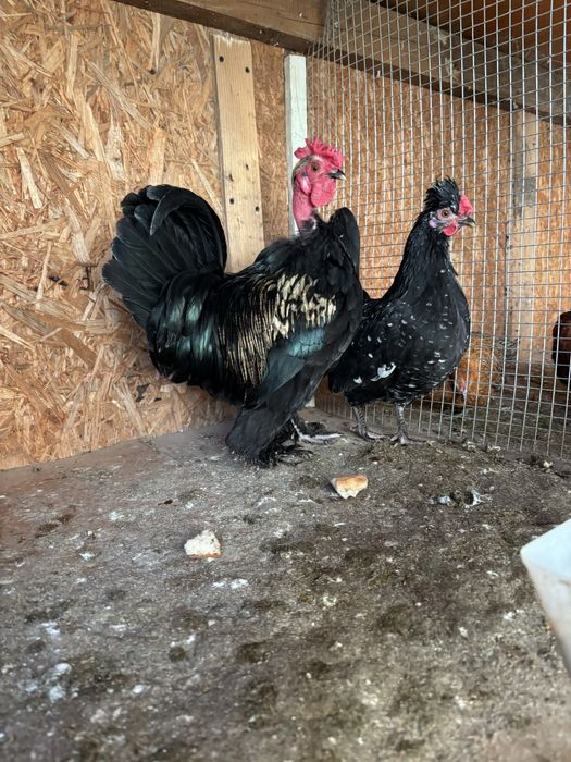 Gaini pitice schimb sau vind