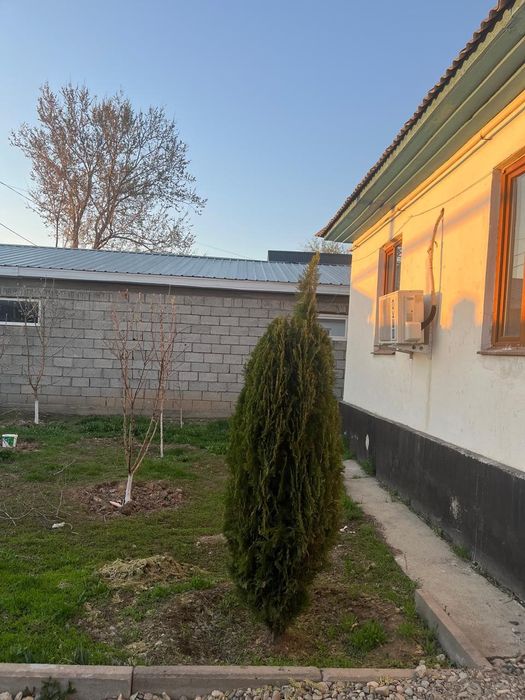 Продается Туя и Можевельник