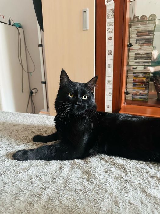 Кот Мейкун окрас черный солид ищет девочку для вязки