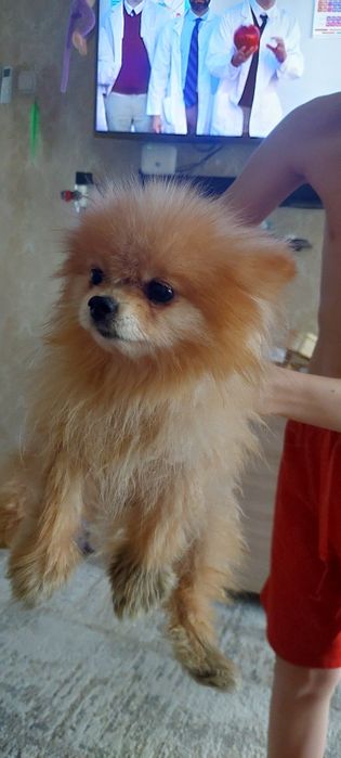 Шпиц добрый мальчик