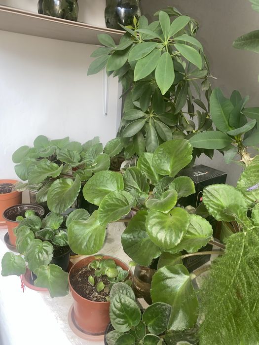 Комнатные расстение. Цветы.