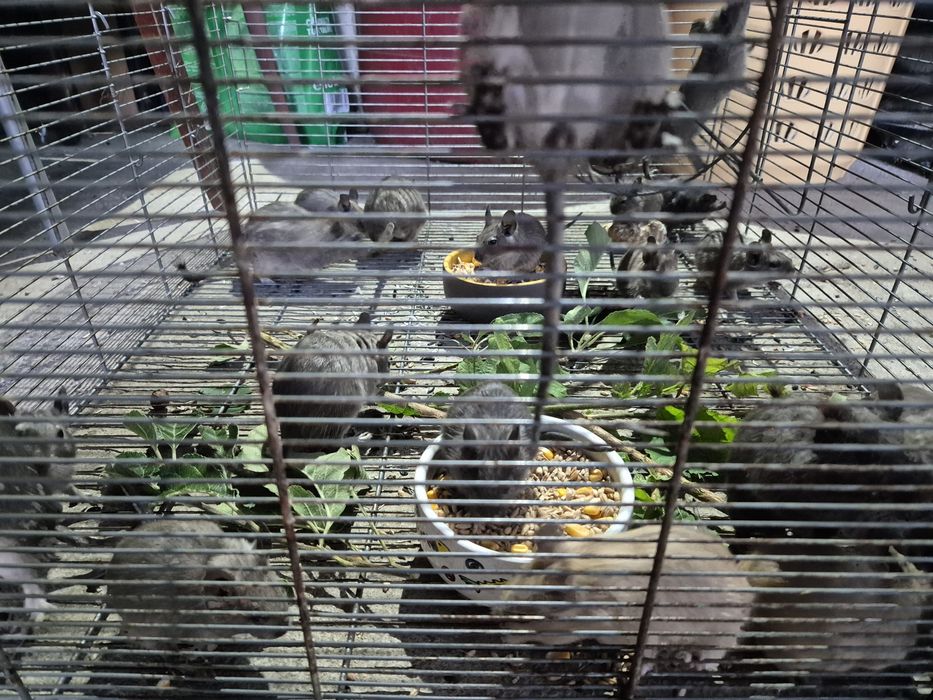 veverite degu de vanzare
