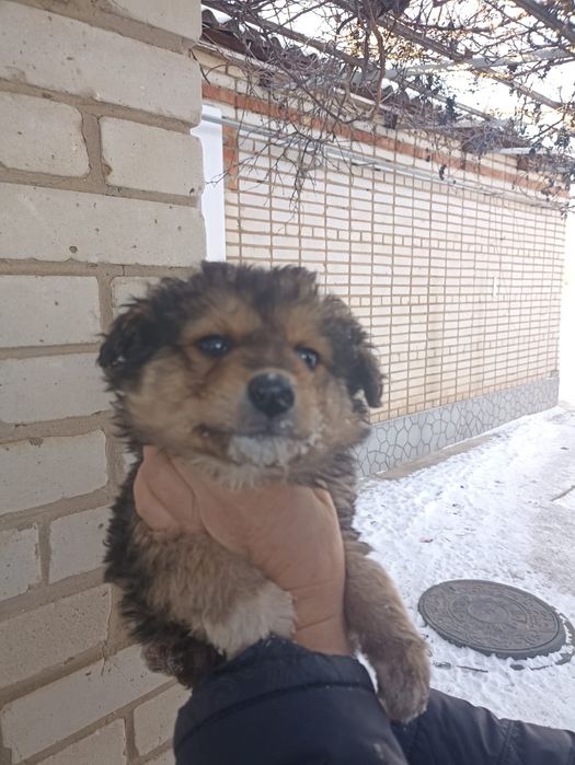Отдам кутят  в добрые руки