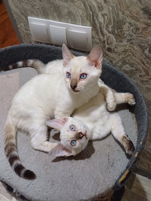 Бенгальские котята