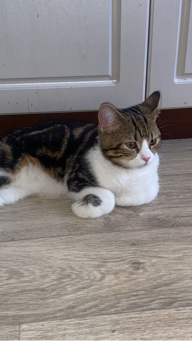 Ищем девочку для вязки