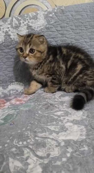 Продается кошка Скотиш Фолд 2.5 месяцев