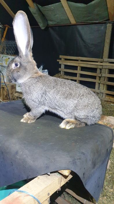 Uriaș german alb și gri