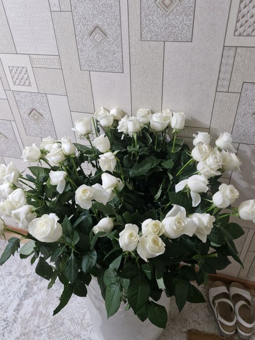 Цветы роза белого цвета