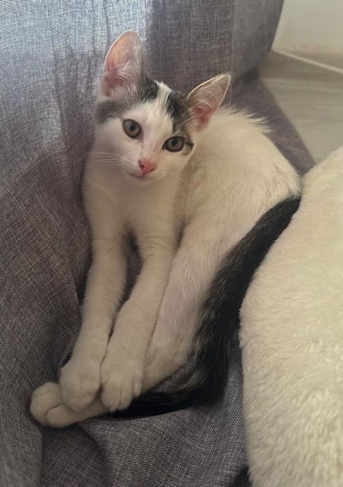 Adoptie pisica alb calico vaccinata Magdalena