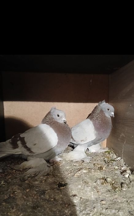 Прадам галубеи .