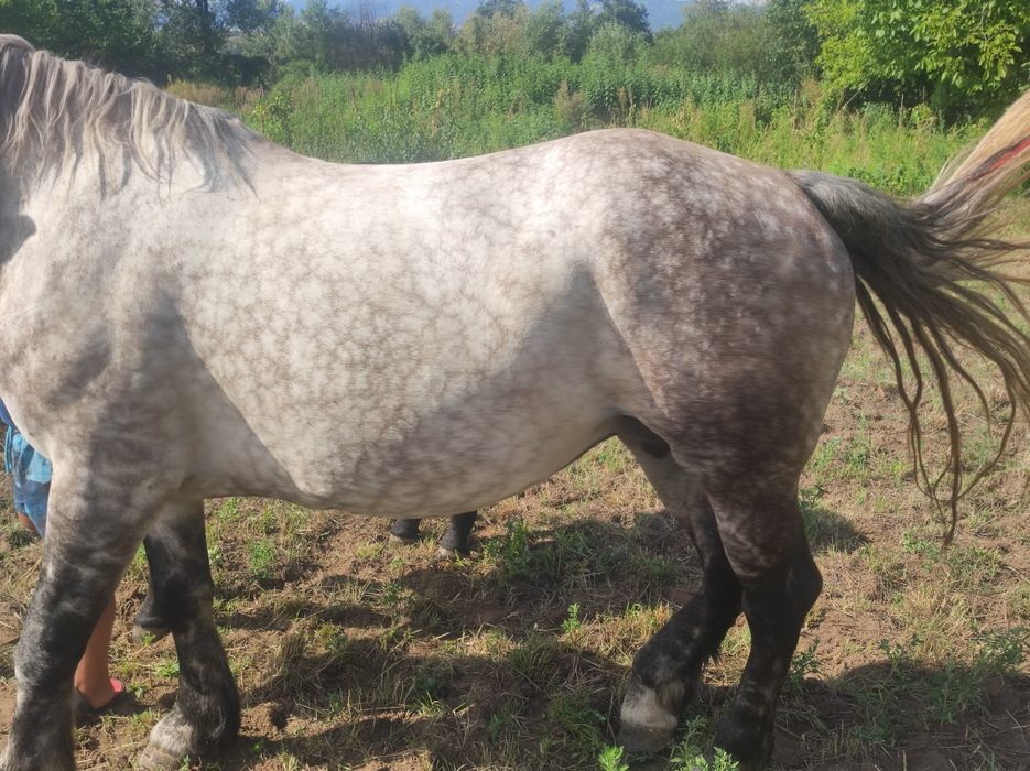 Vand iapa  de 5 pe 6 ani cu manza de 5 luni preț in privat