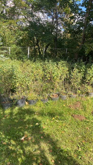 Lemn cainesc pentru gard viu