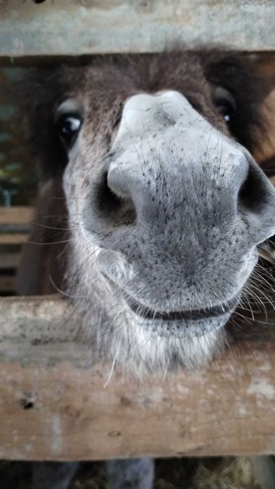 Lapte de măgăriță