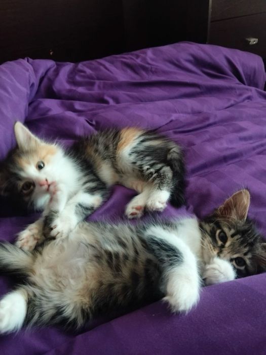 Кошка, котята, кот, котенок