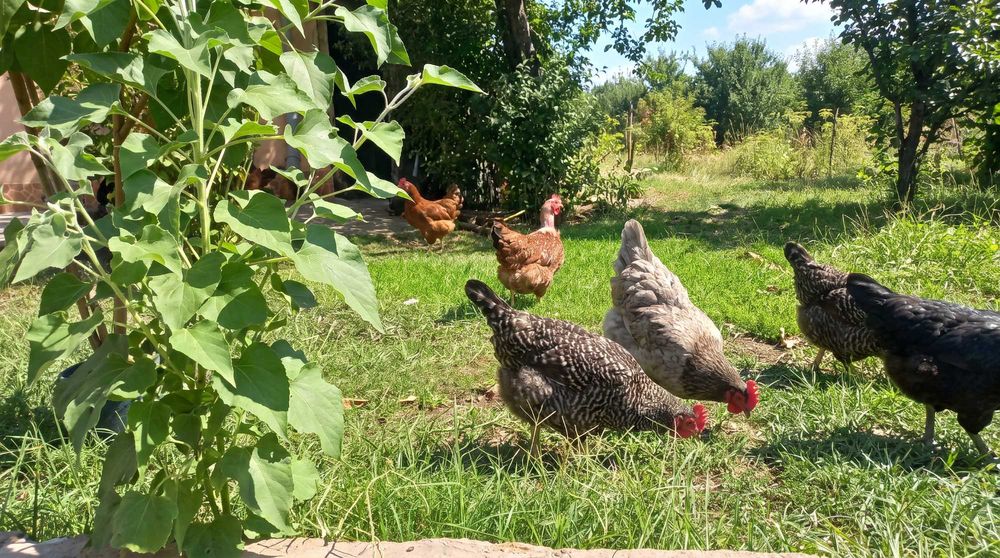 Vind Oua de găină.