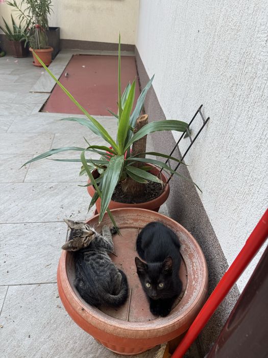 Donez pui de pisica