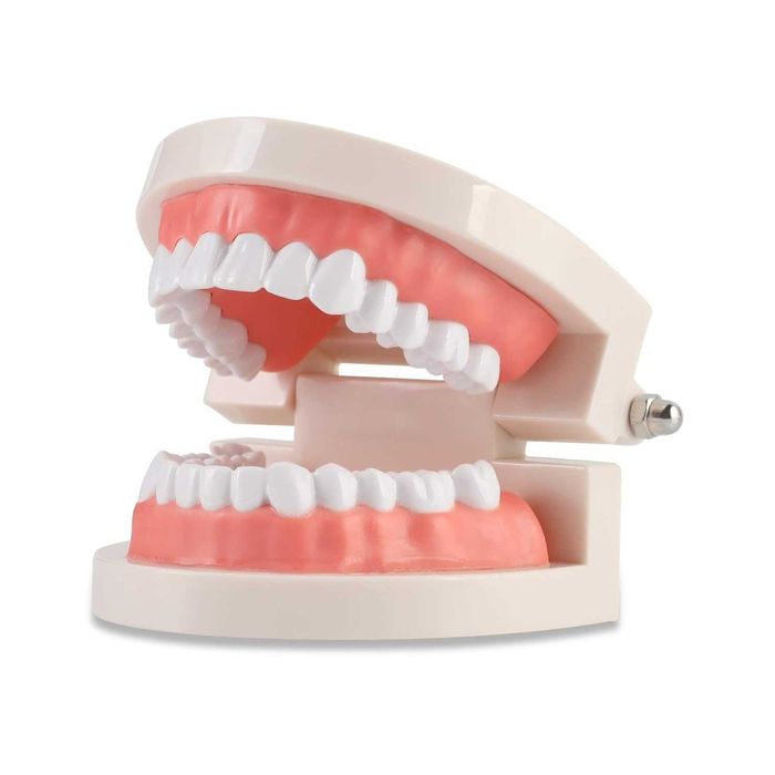 Model Dentar Educational Dinti Demonstratii & Educatie Dentara 8x5.5cm