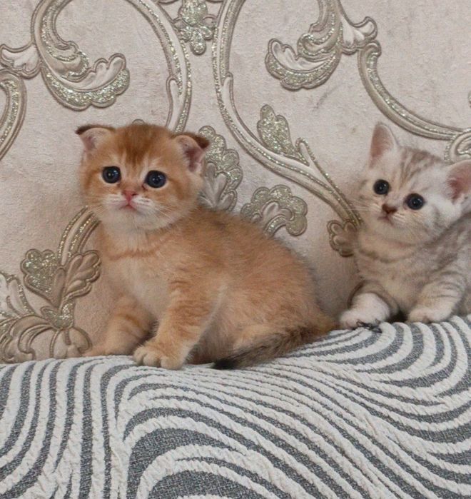 Котята на продажу