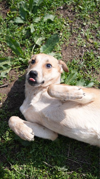 Звоночек собака девочка ищет семью. Добрая к детям