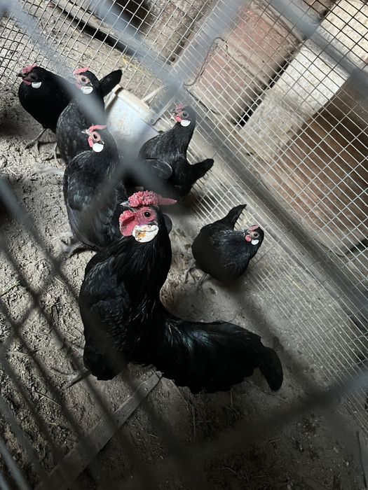 Toza zotli bentam xo’roz tovuqlari