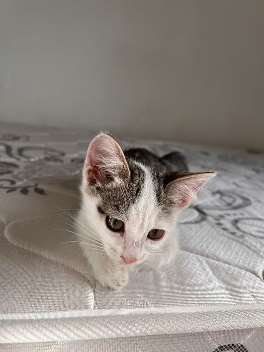 Котята ищут новый дом!