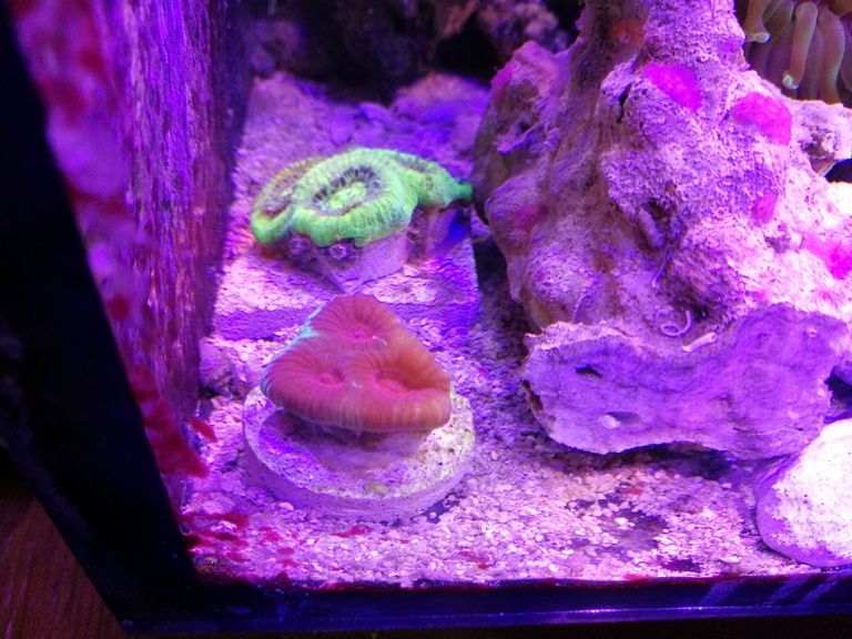 Vand frunze de guava, banan, catappa,arin