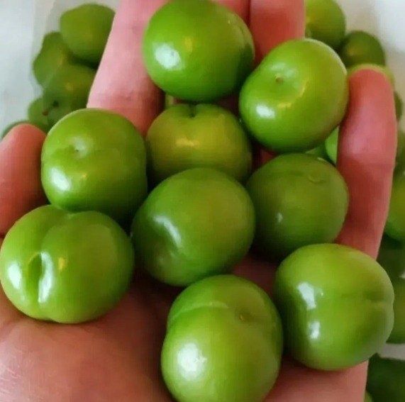 Куксултон & довча