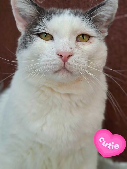 Adoptie motan alb castrat