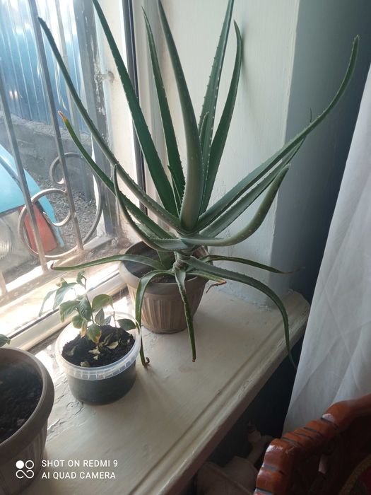 Алоэ вера лечебная