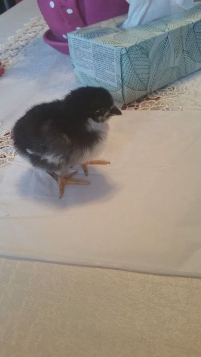 Oua incubat araucana si australorp
