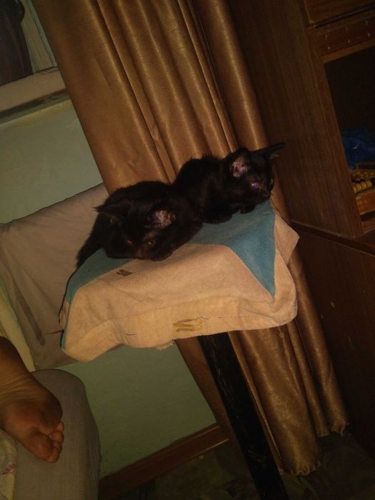 Отдам котят бесплатно