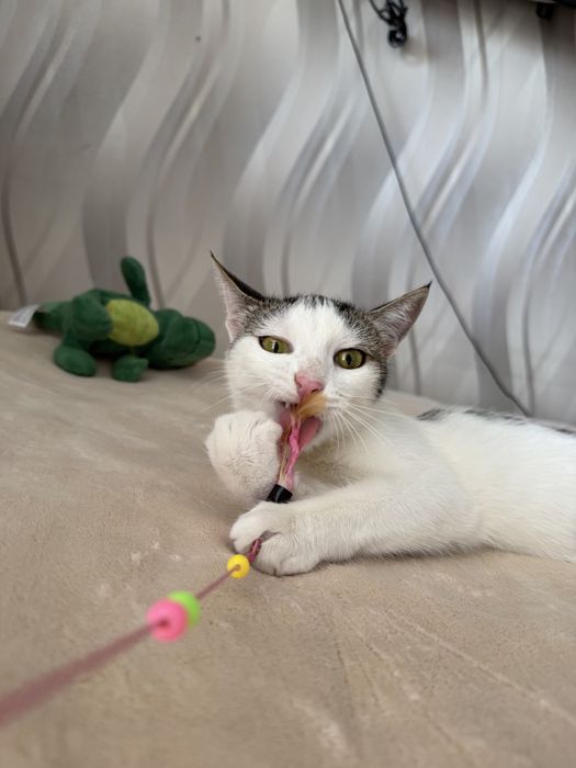 Котенок ЛАЙМА ищет семью. 8 месяцев. Стерилизована